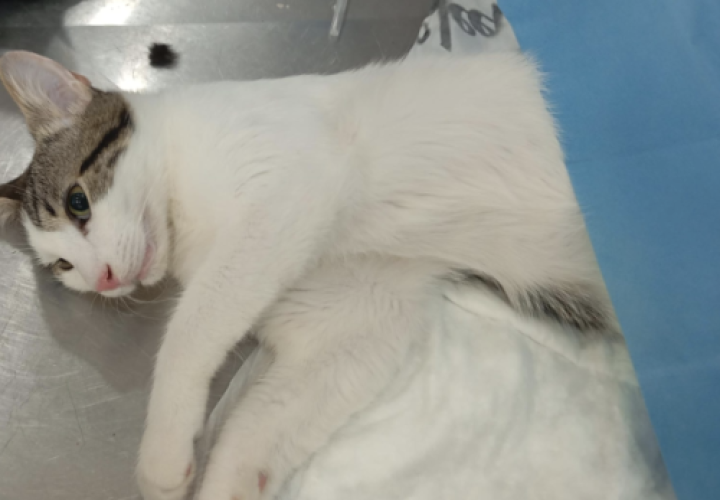 1 - Kedi