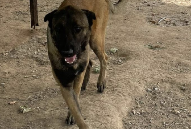4 - Köpek